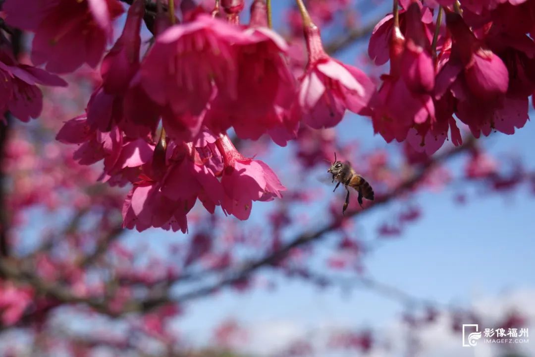 福州冬日也能赏樱花，就在……