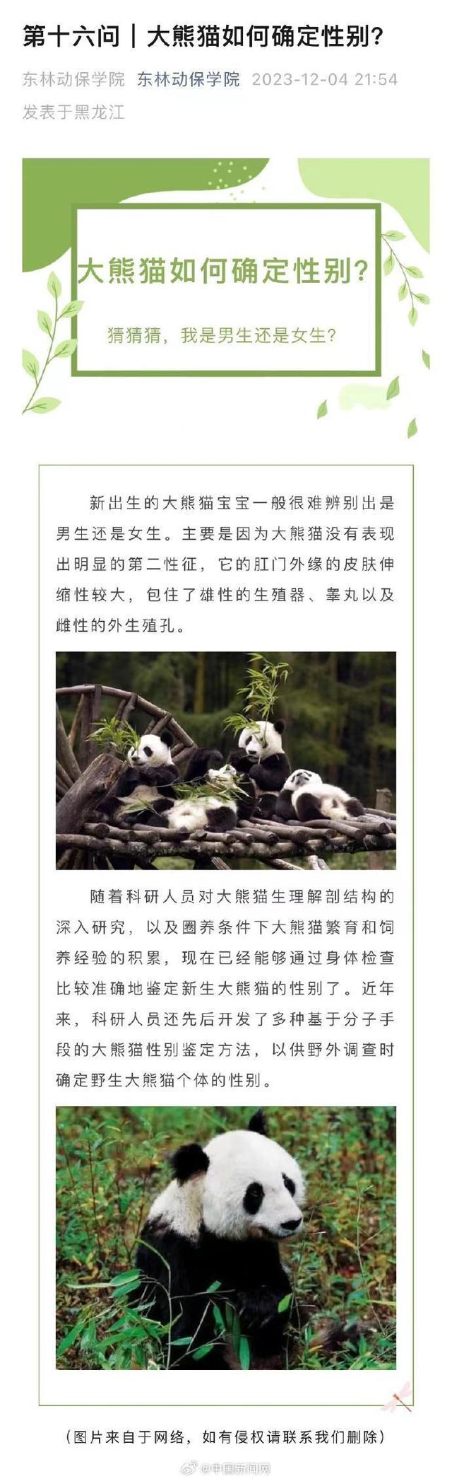 大熊猫和叶是女孩 网友：震惊！和花花变成了姐妹花
