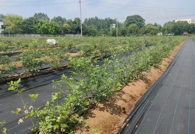 “水果皇后”价格跳水