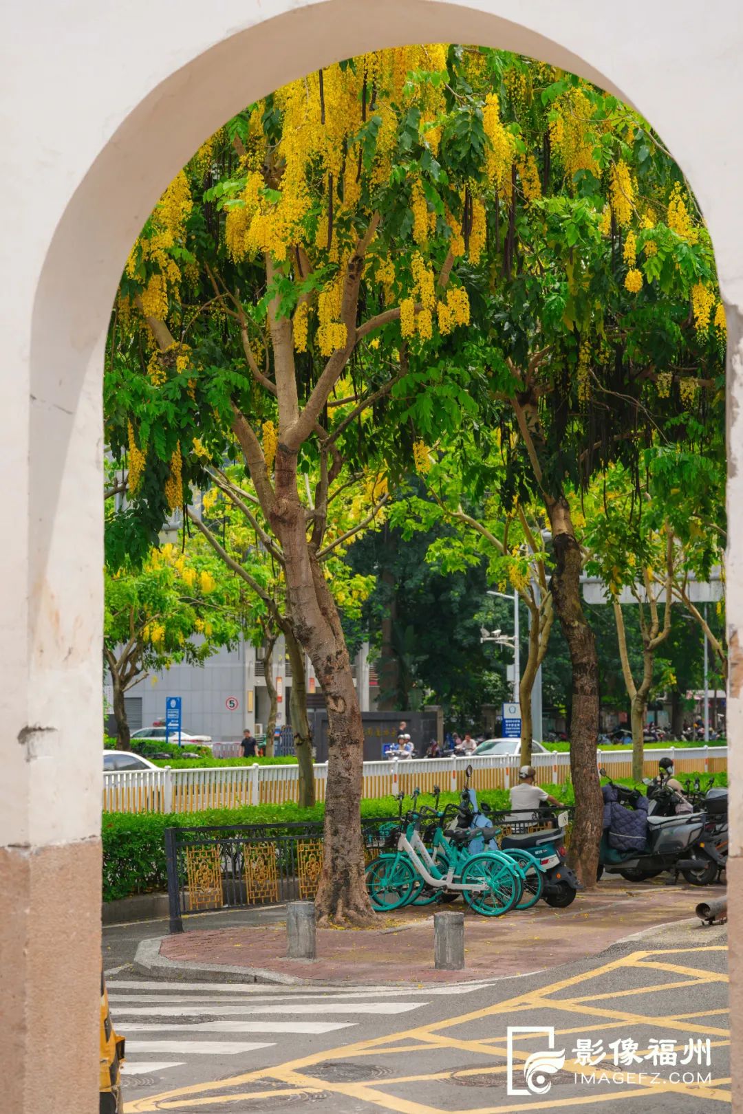 浪漫！福州街头下起“黄金雨”！