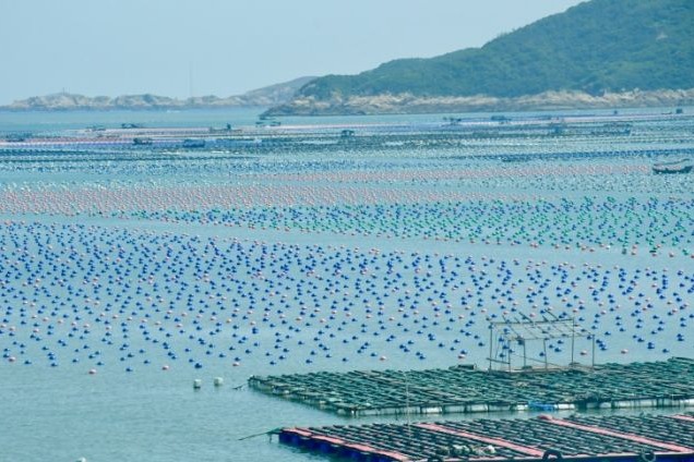 福建连江：“海上牧场”养殖壮观 渔民赶海忙
