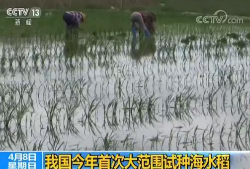我国大范围试种海水稻　数亿亩盐碱地有望成粮仓