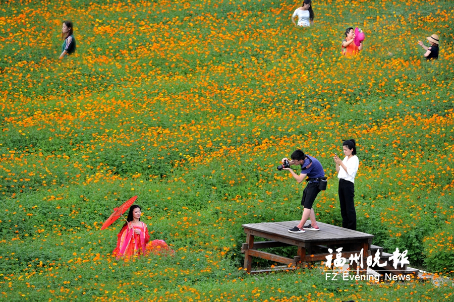 福州花海公园硫华菊开了　预计本周末进入盛花期