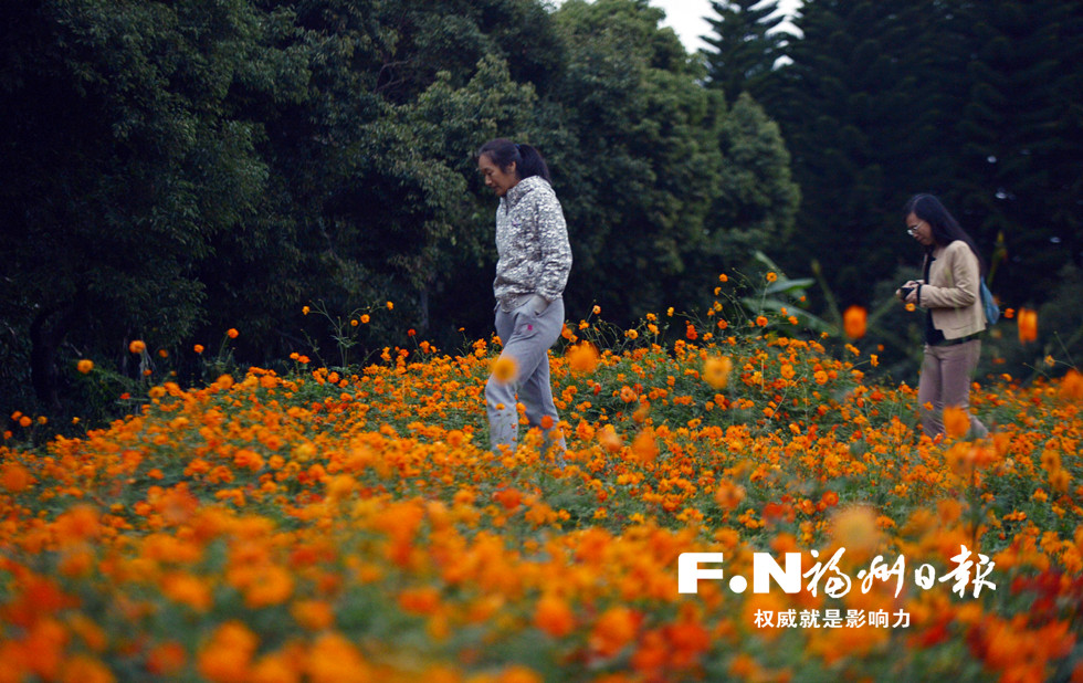 3500平方米硫华菊正盛开 走，闽江公园南园赏花去
