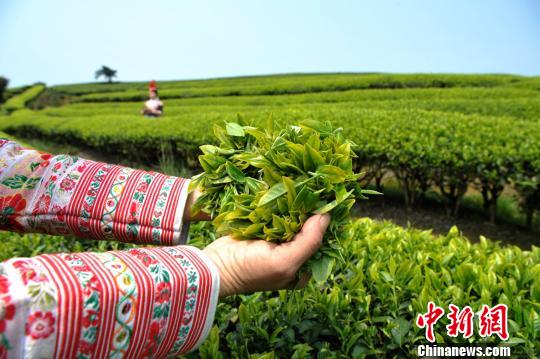 福建连江：产茶重镇 畲族村民采茶忙