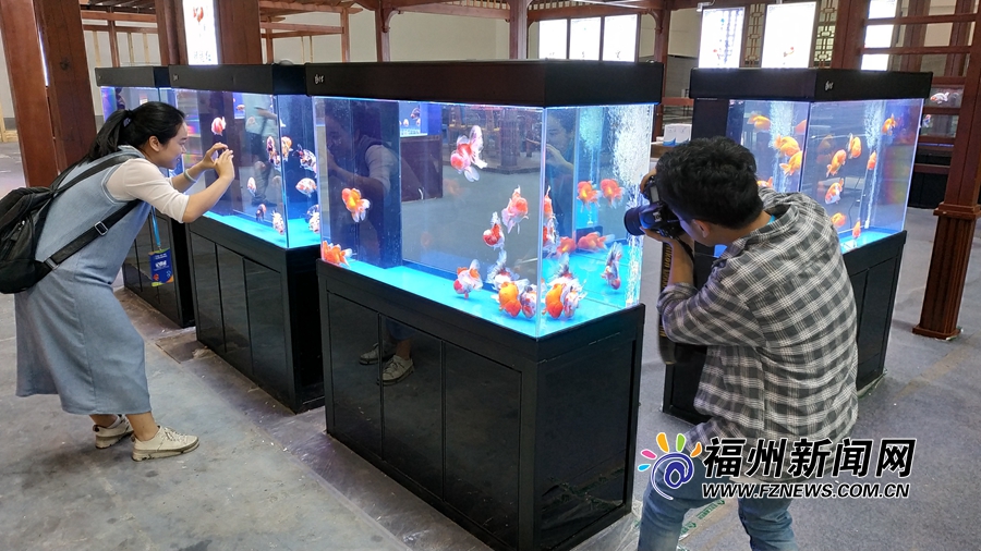 2019福州渔博会30日开幕 预计有1.3万名专业观众来榕采购洽谈