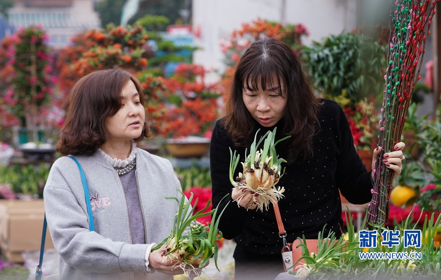 福建漳州：“鲜花经济”红红火火