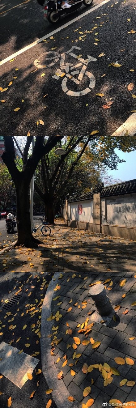 榕城四月落叶纷飞，你知道是为什么吗？
