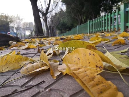 榕城四月落叶纷飞，你知道是为什么吗？