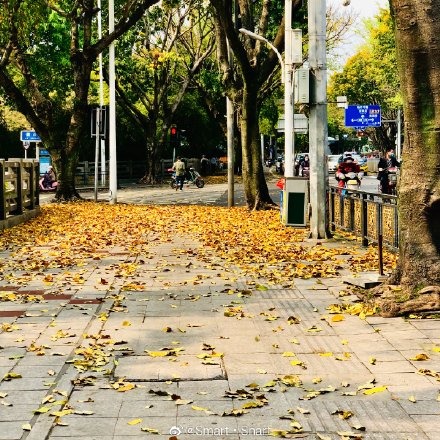 榕城四月落叶纷飞，你知道是为什么吗？