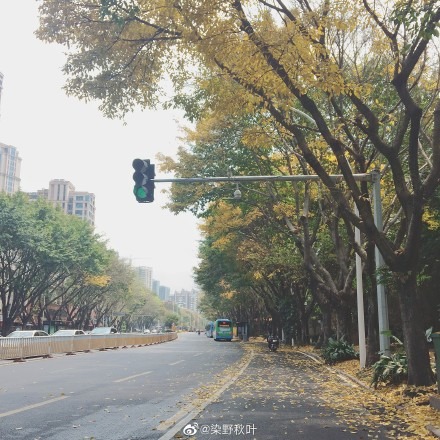 榕城四月落叶纷飞，你知道是为什么吗？