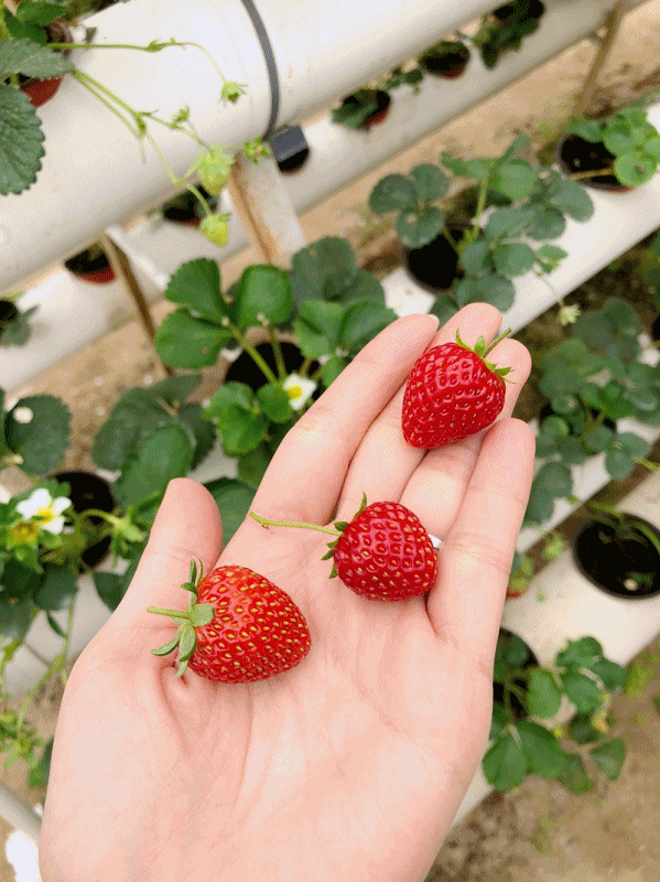 在福州，尝一口春天的味道②：草莓