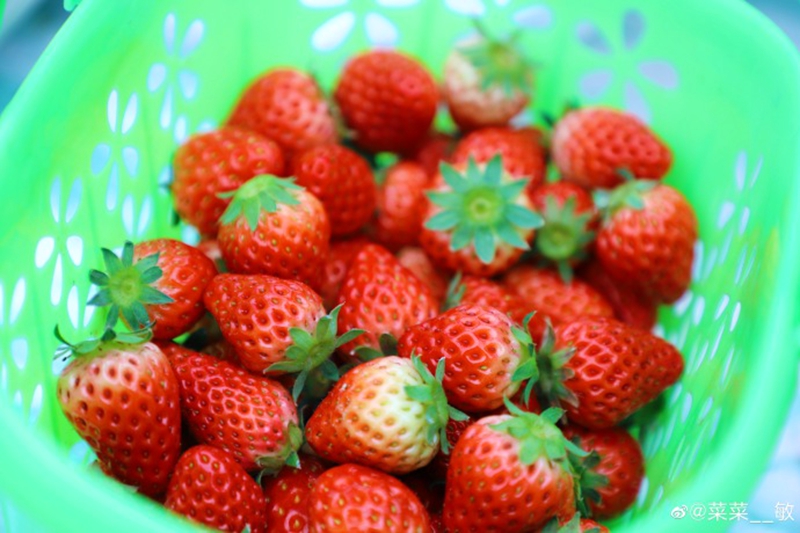 在福州，尝一口春天的味道②：草莓