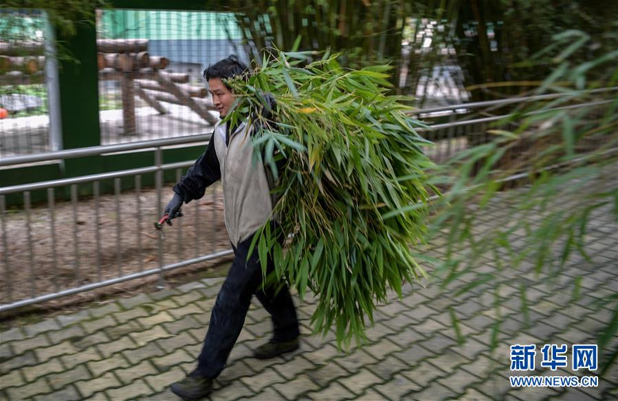 走近大熊猫野化放归训练