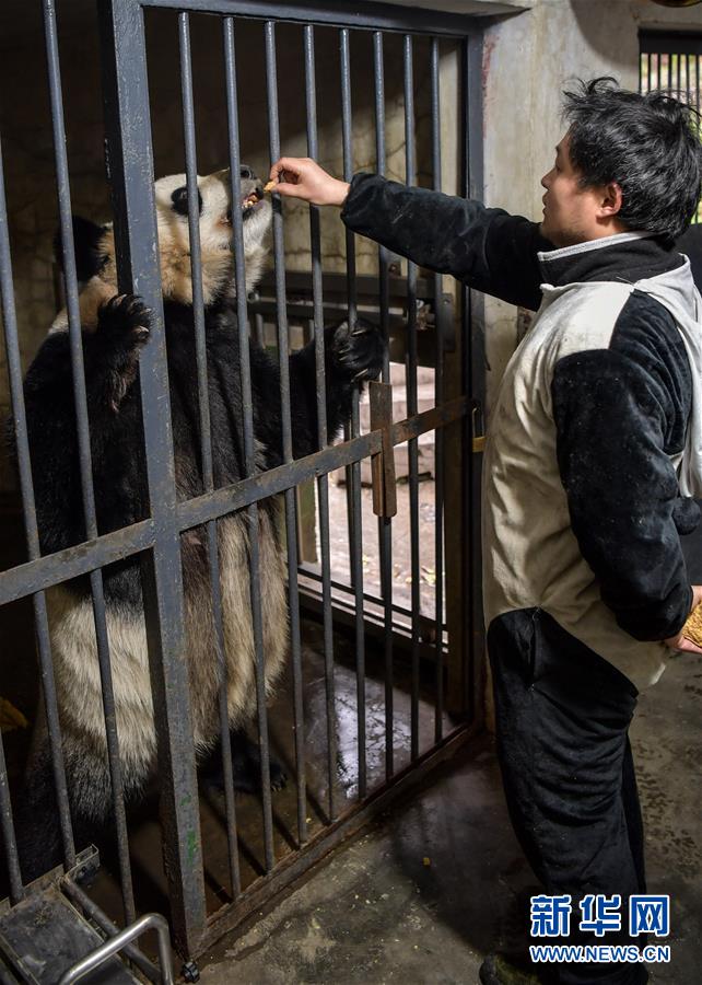 走近大熊猫野化放归训练