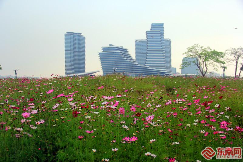 厦门海沧区波斯菊成片绽放 吸引游客流连拍照