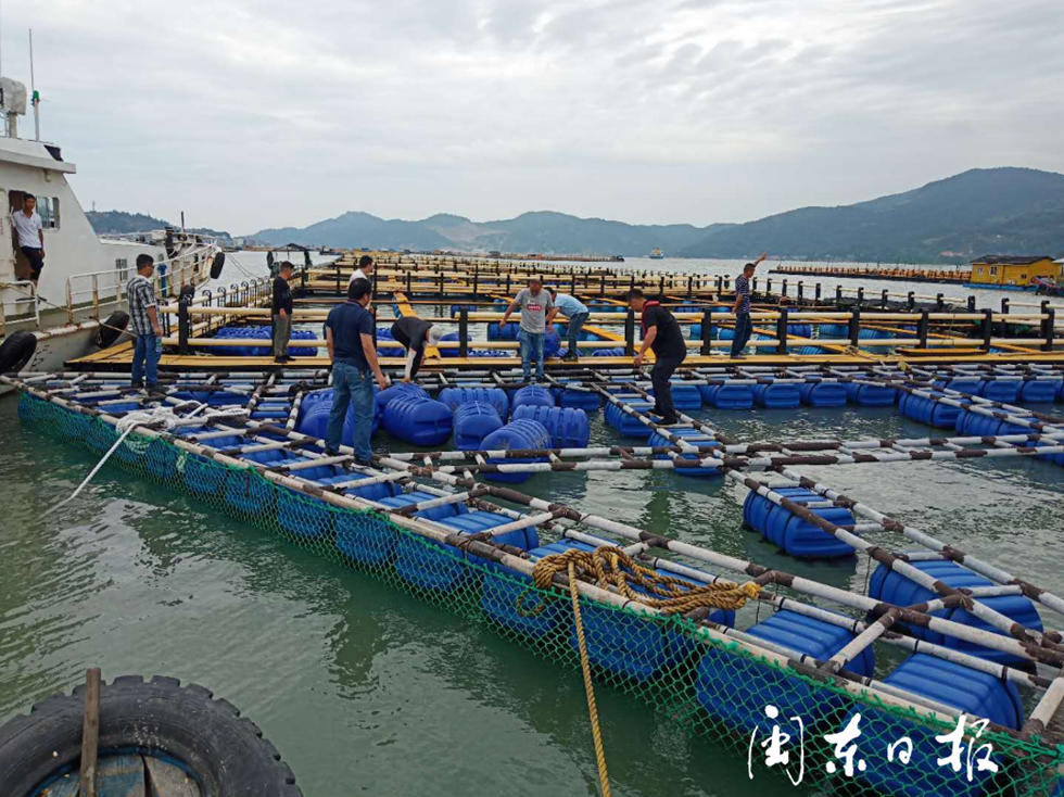 福鼎沙埕：海上养殖综合整治进入收尾阶段