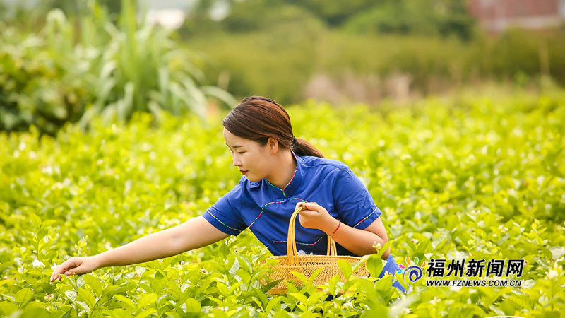 2020年福州茉莉花茶丰收节在永泰举行