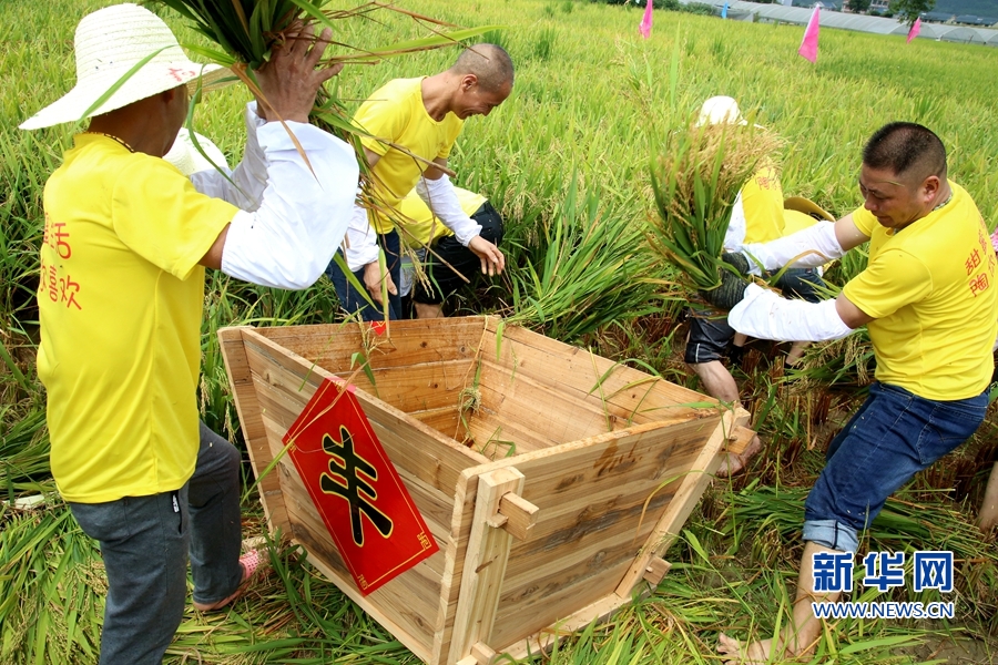 福建三明：庆丰收 迎小康