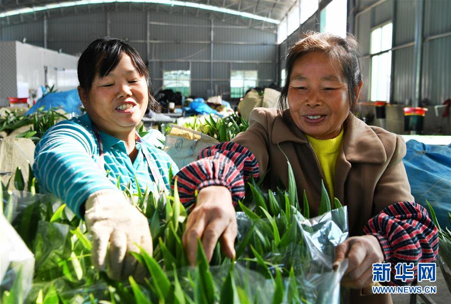 福建周宁：特色种植助脱贫