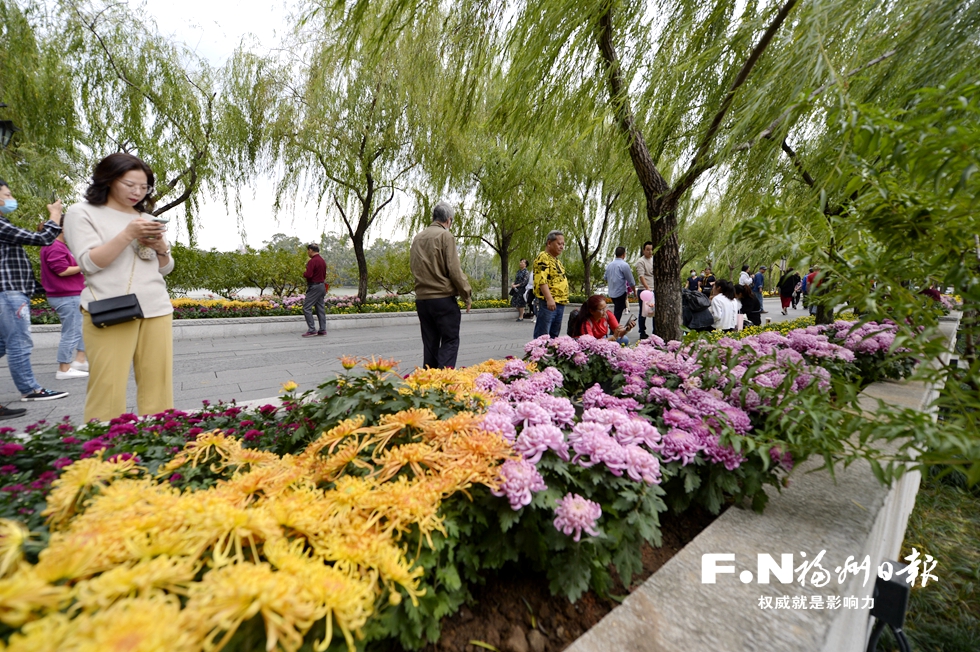 福州：西湖菊展开幕 市民文明赏花