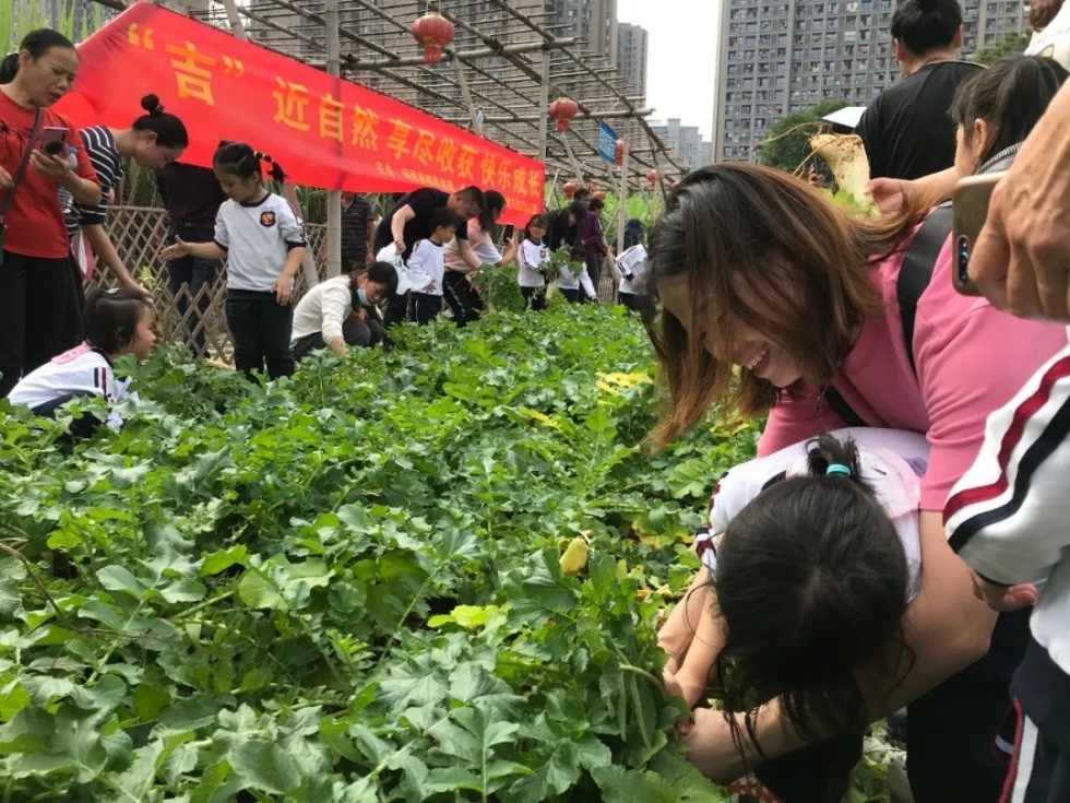 “‘吉’近自然 享尽收获 快乐成长”拔萝卜亲子农事体验活动圆满收官