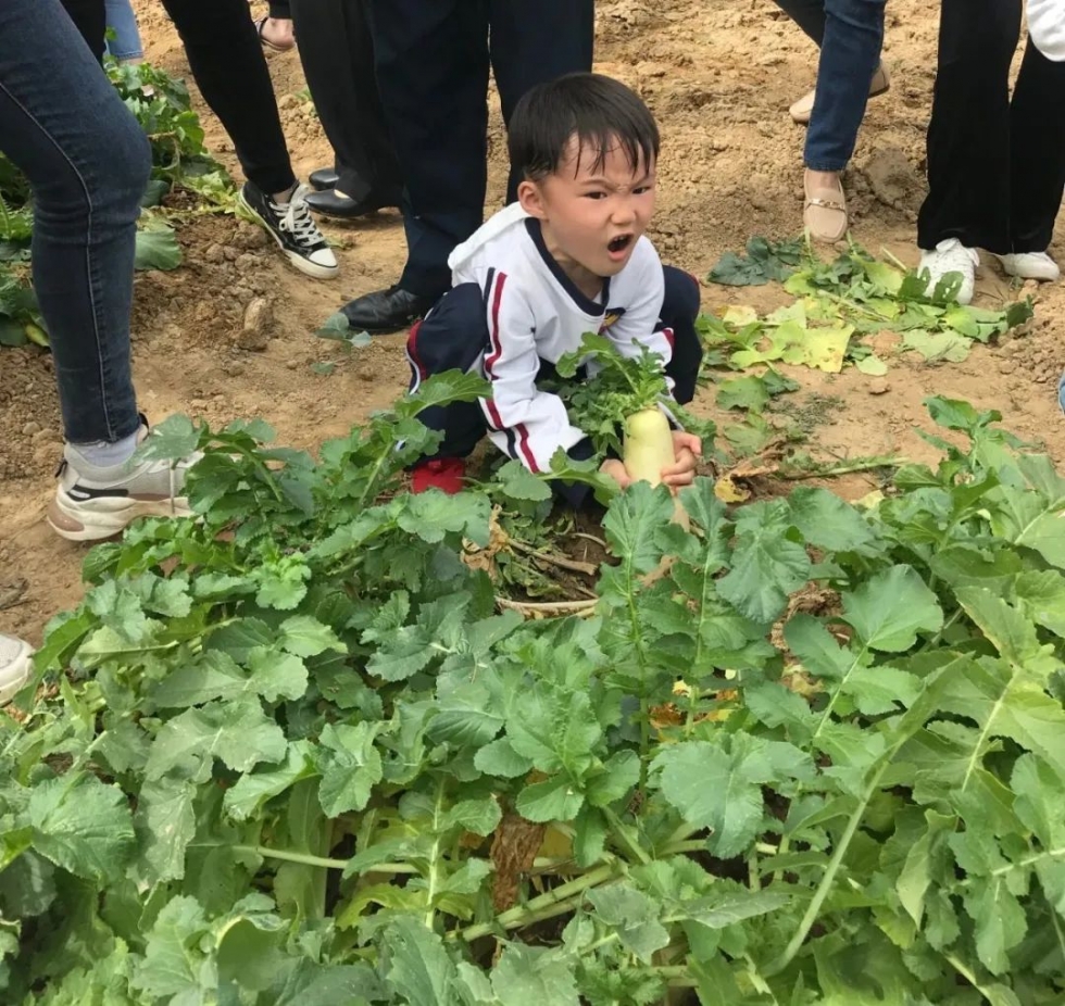 “‘吉’近自然 享尽收获 快乐成长”拔萝卜亲子农事体验活动圆满收官