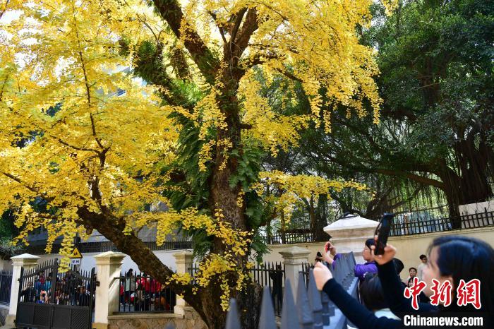 福州百年银杏披金甲 吸引民众
