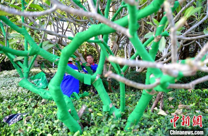 福州：公园植物添“衣”防寒