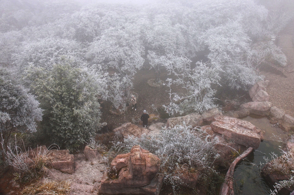 德化九仙山现雾凇 玉树琼枝晶莹剔透