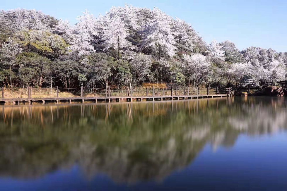德化九仙山现雾凇 玉树琼枝晶莹剔透