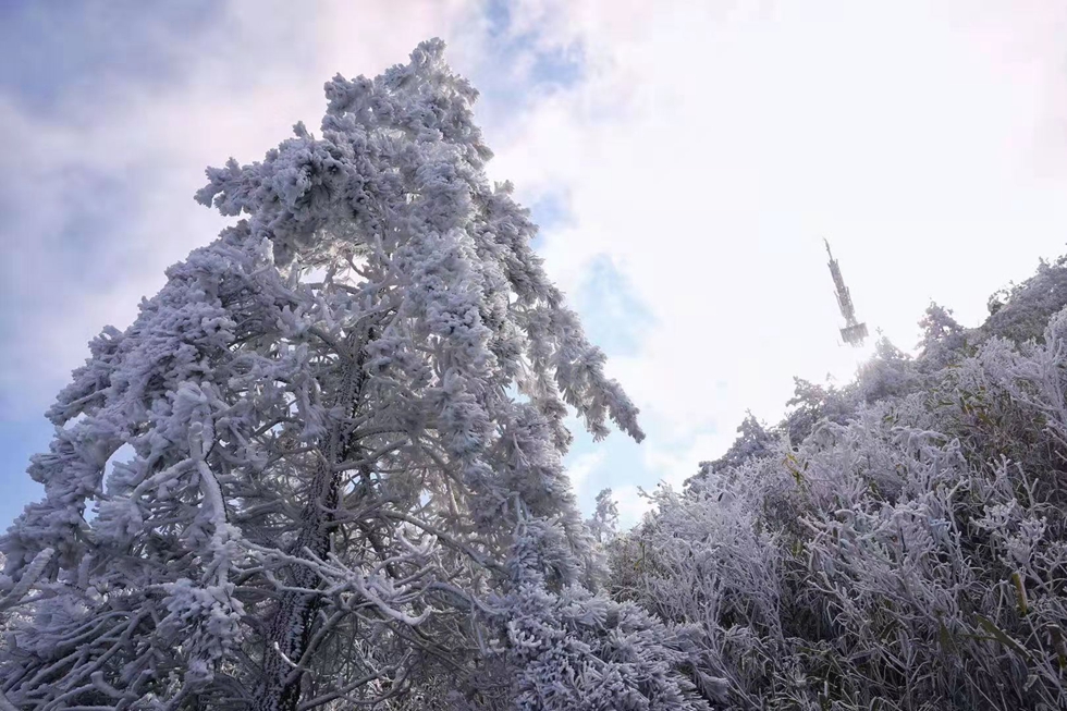 德化九仙山现雾凇 玉树琼枝晶莹剔透