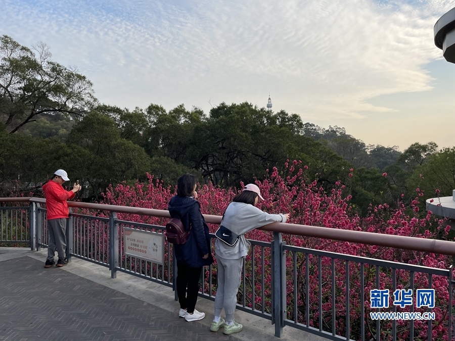 福州金鸡山：桃花盛开春意浓
