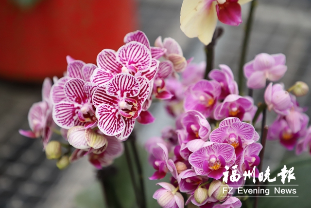 连江丹阳：满园春色“兰”不住