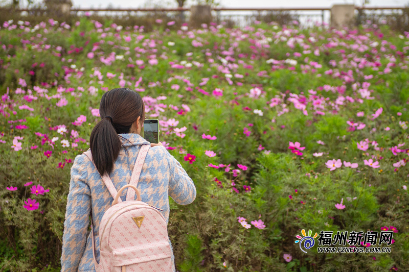 种植3万多株莳花，福州沙滩公园 “春日色号”上新了！