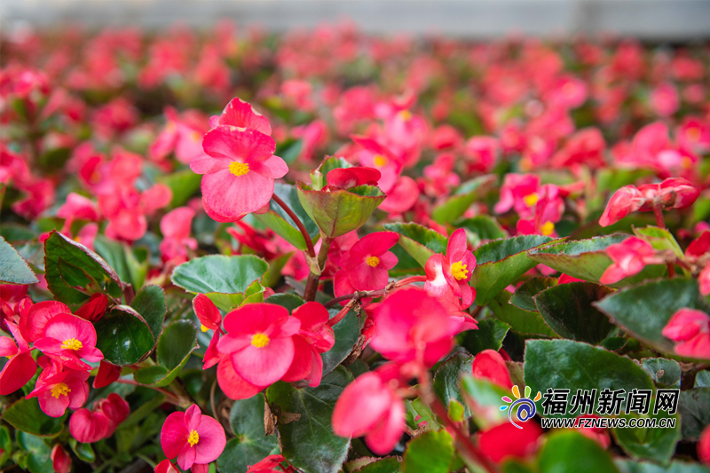 种植3万多株莳花，福州沙滩公园 “春日色号”上新了！