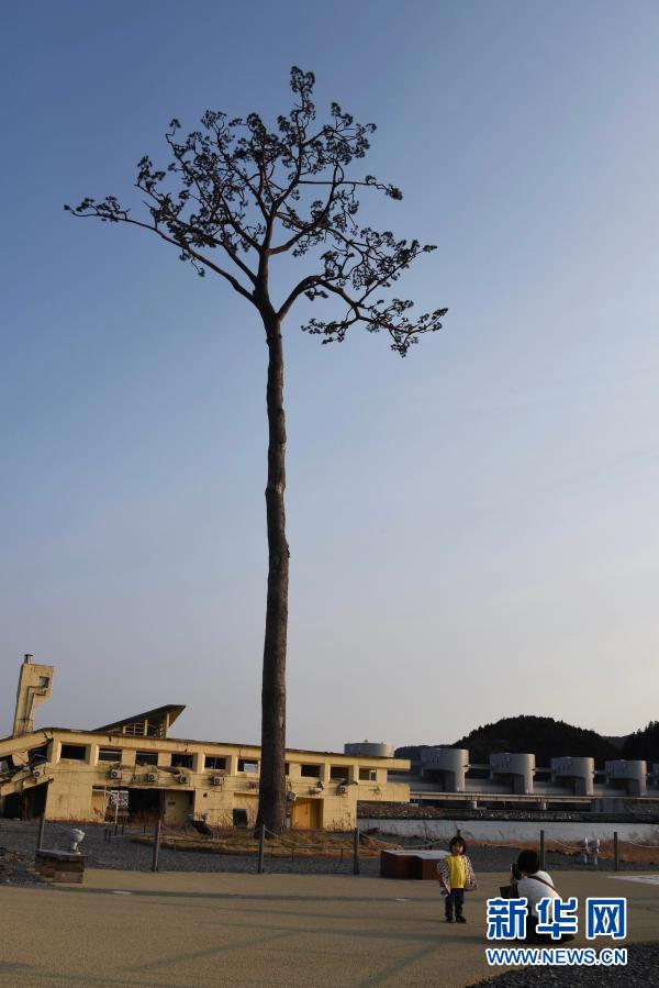 灾难前屹立不倒的日本“奇迹一棵松”