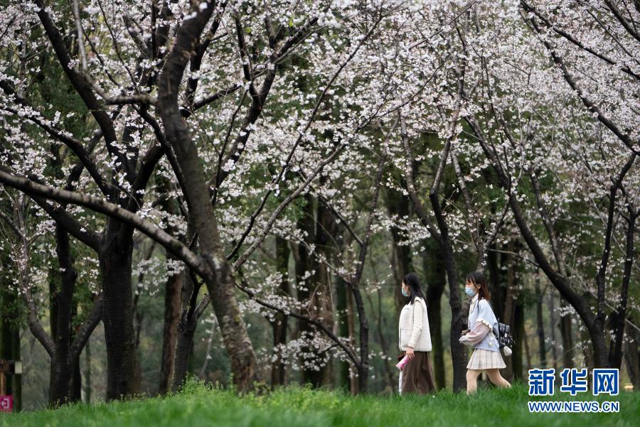 相约武汉赏樱花