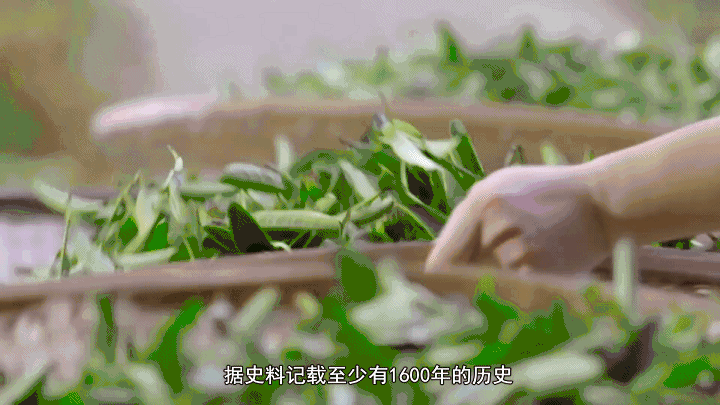 全球连线｜看福建茗茶的千年穿越之旅