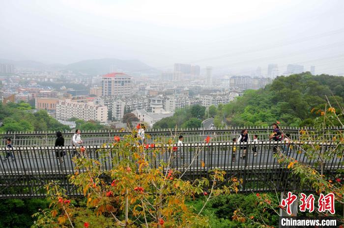 漫步福州空中绿道：在树上行走，在林中穿梭