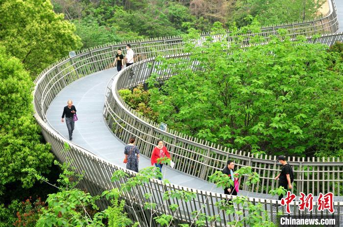 漫步福州空中绿道：在树上行走，在林中穿梭