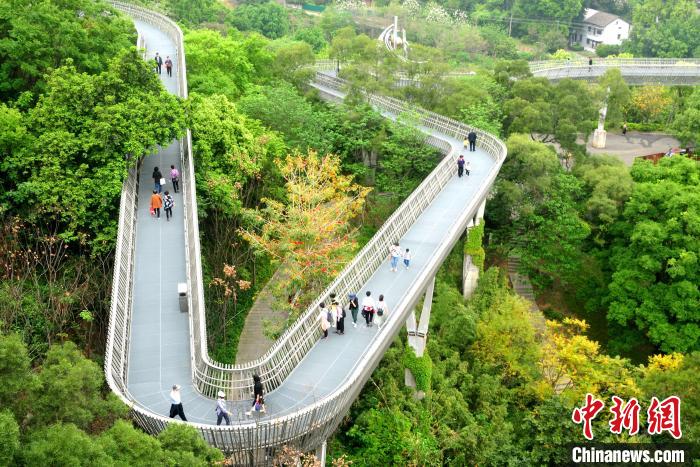 漫步福州空中绿道：在树上行走，在林中穿梭