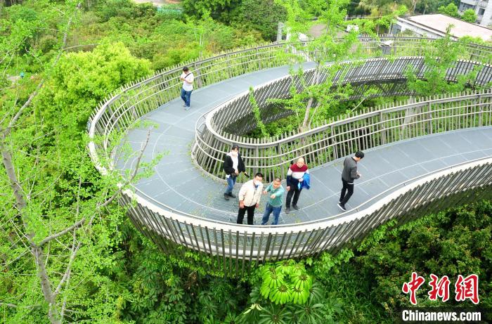 漫步福州空中绿道：在树上行走，在林中穿梭