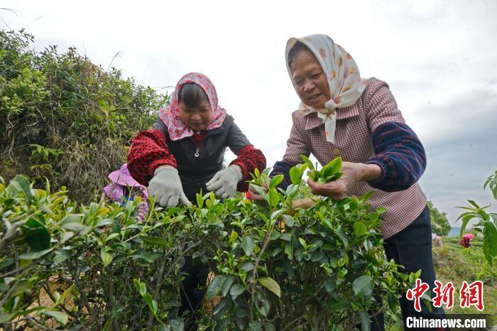 福建茶农春茶采摘忙