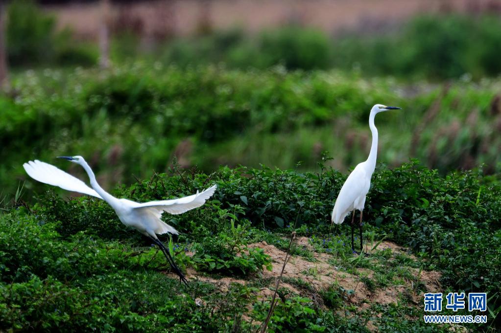 世界地球日：探访“候鸟天堂”闽江河口湿地