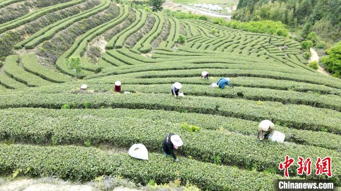 福州闽清发展茶产业振兴乡村