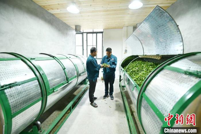 福州闽清发展茶产业振兴乡村