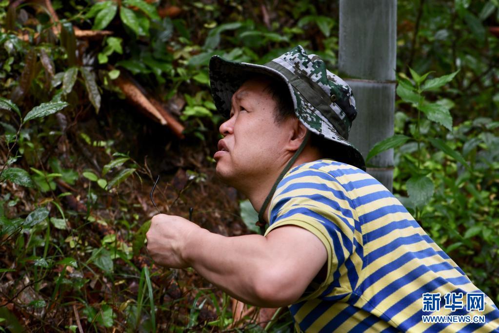 探寻武夷生物秘境——武夷山国家公园全面启动生物资源本底调查