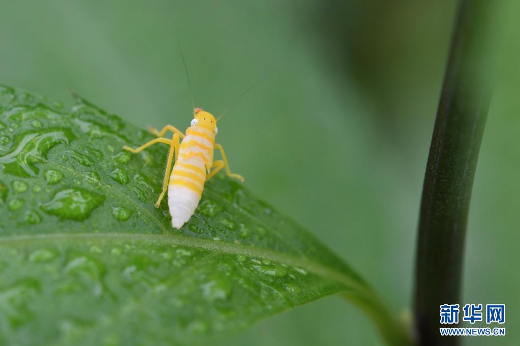 探寻武夷生物秘境——武夷山国家公园全面启动生物资源本底调查