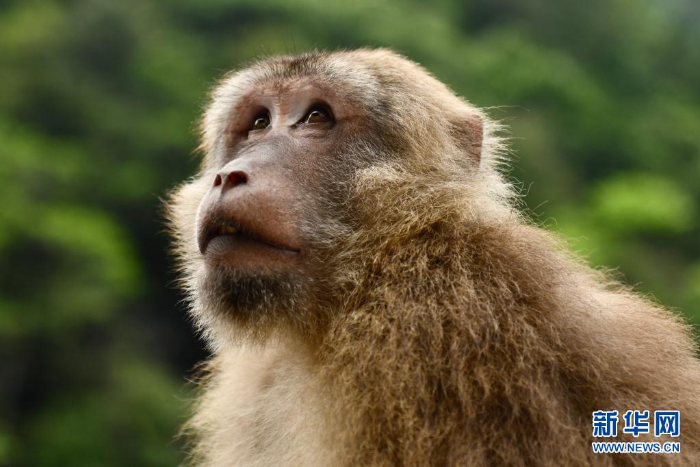 探寻武夷生物秘境——武夷山国家公园全面启动生物资源本底调查